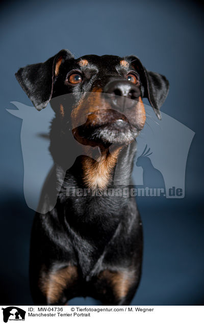 Manchester Terrier Portrait / MW-04736