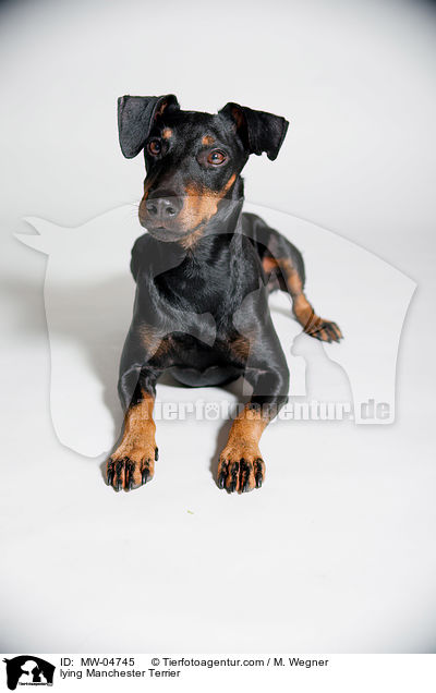 lying Manchester Terrier / MW-04745