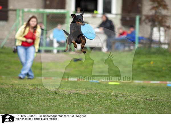 Manchester Terrier plays frisbee / MW-23355