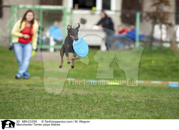 Manchester Terrier spielt Frisbee / Manchester Terrier plays frisbee / MW-23356