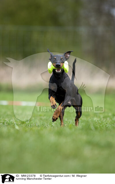 rennender Manchester Terrier / running Manchester Terrier / MW-23378