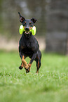 running Manchester Terrier