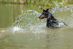 running Manchester Terrier