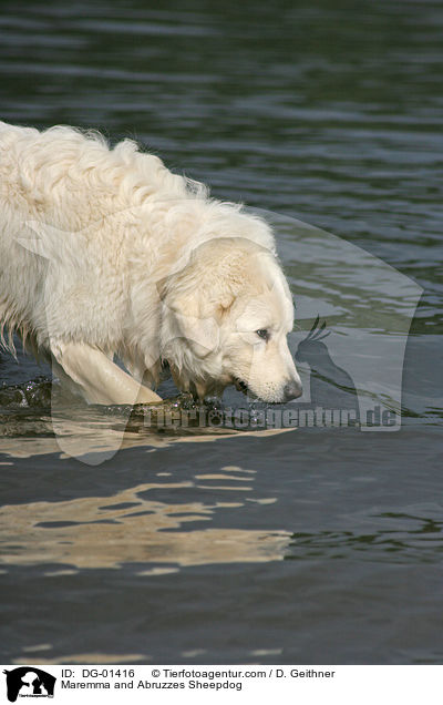 Maremma and Abruzzes Sheepdog / DG-01416