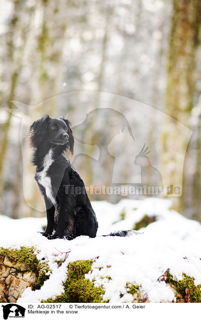 Markiesje im Schnee / Markiesje in the snow / AG-02517