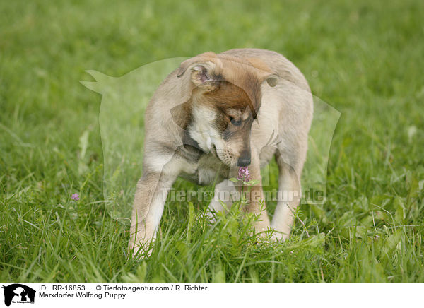 Marxdorfer Wolfshund Welpe / Marxdorfer Wolfdog Puppy / RR-16853