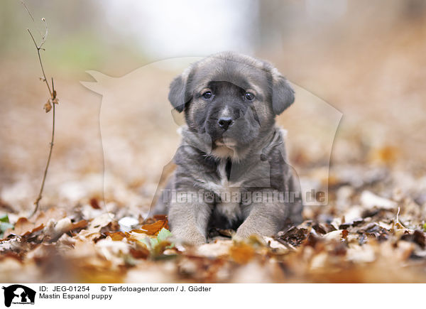 Mastin Espanol puppy / JEG-01254