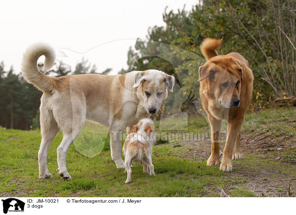 3 Hunde / 3 dogs / JM-10021