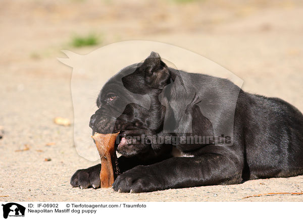 Neapolitan Mastiff dog puppy / IF-06902