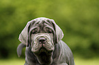 Mastino Napoletano Puppy