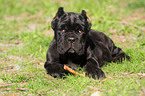 Neapolitan Mastiff dog puppy