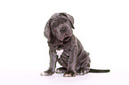 Mastino Napoletano Puppy