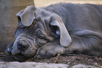 young Mastino Napoletano