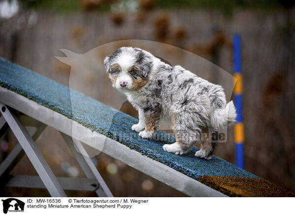 standing Miniature American Shepherd Puppy / MW-16536