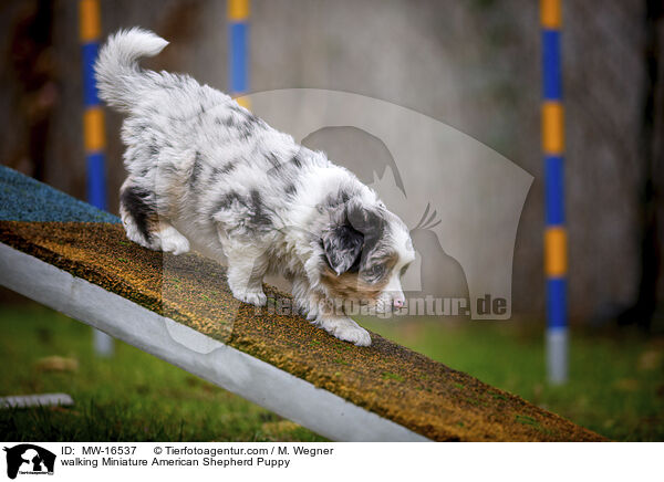 laufender Miniature American Shepherd Welpe / walking Miniature American Shepherd Puppy / MW-16537