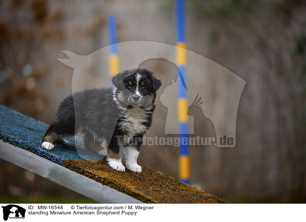 standing Miniature American Shepherd Puppy / MW-16548