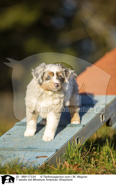 7 Wochen alter Miniature American Shepherd / 7 weeks old Miniature American Shepherd / MW-17334