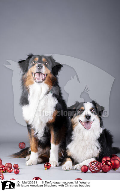 Miniature American Shepherd mit Christbaumkugeln / Miniature American Shepherd with Christmas baubles / MW-23921