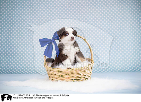Miniature American Shepherd Puppy / JAM-02805