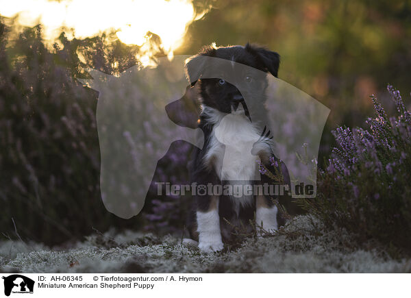 Miniature American Shepherd Welpe / Miniature American Shepherd Puppy / AH-06345