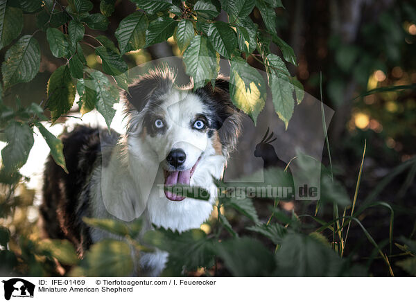 Miniature American Shepherd / Miniature American Shepherd / IFE-01469