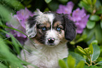 Miniature American Shepherd puppy portrait