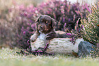 Miniature American Shepherd puppy lies on tree trunk