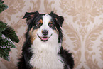 Miniature American Shepherd Portrait