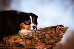 adult Miniature American Shepherd