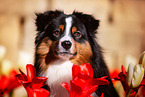 adult Miniature American Shepherd