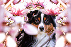 adult Miniature American Shepherd