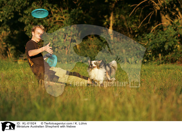 Miniature Australian Shepherd beim Frisbeespielen / Miniature Australian Shepherd with frisbee / KL-01924