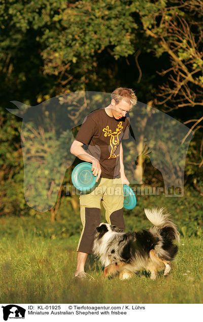 Miniature Australian Shepherd beim Frisbeespielen / Miniature Australian Shepherd with frisbee / KL-01925