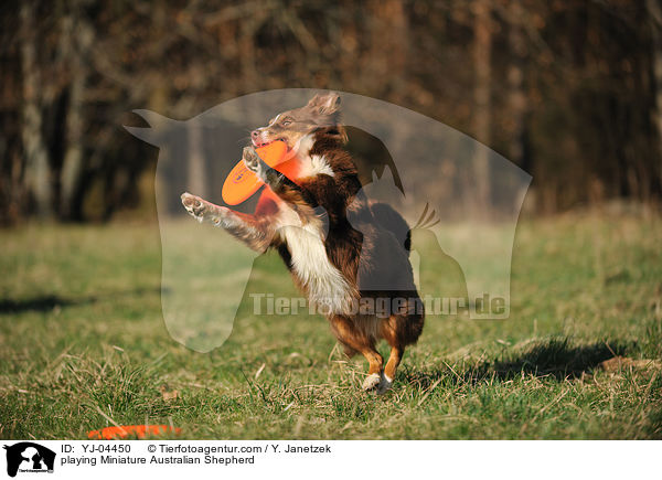 spielender Miniature Australian Shepherd / playing Miniature Australian Shepherd / YJ-04450