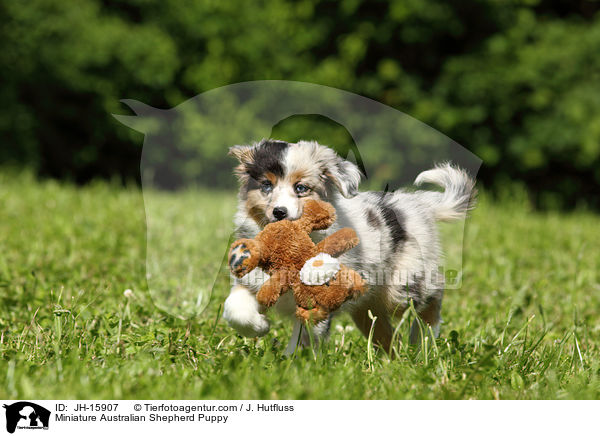 Miniature Australian Shepherd Puppy / JH-15907