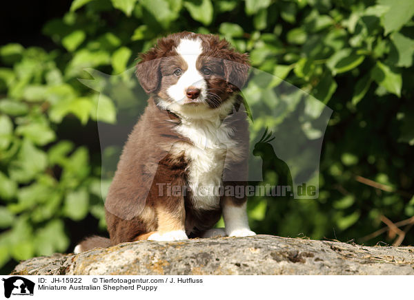 Miniature Australian Shepherd Puppy / JH-15922