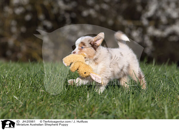 Miniature Australian Shepherd Puppy / JH-20981