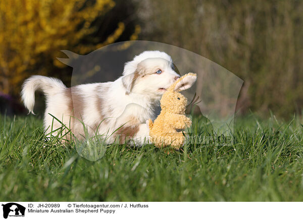 Miniature Australian Shepherd Puppy / JH-20989