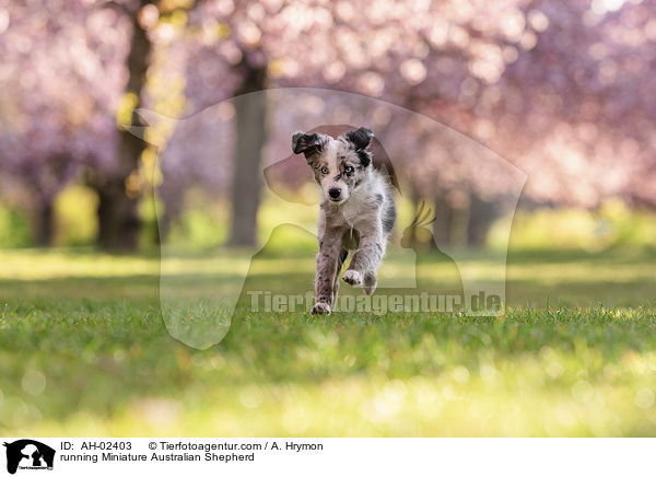 rennender Miniature Australian Shepherd / running Miniature Australian Shepherd / AH-02403