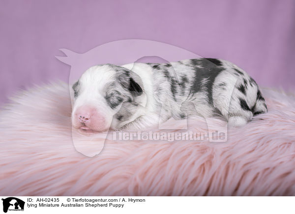 liegender Miniature Australian Shepherd Welpe / lying Miniature Australian Shepherd Puppy / AH-02435