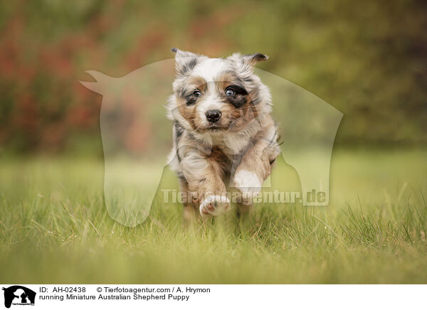 running Miniature Australian Shepherd Puppy / AH-02438