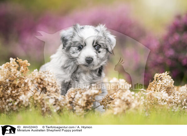 Miniature Australian Shepherd Puppy portrait / AH-02443