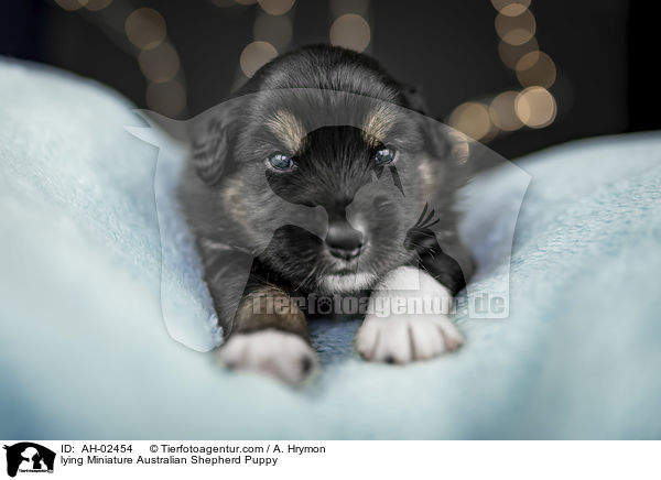 liegender Miniature Australian Shepherd Welpe / lying Miniature Australian Shepherd Puppy / AH-02454