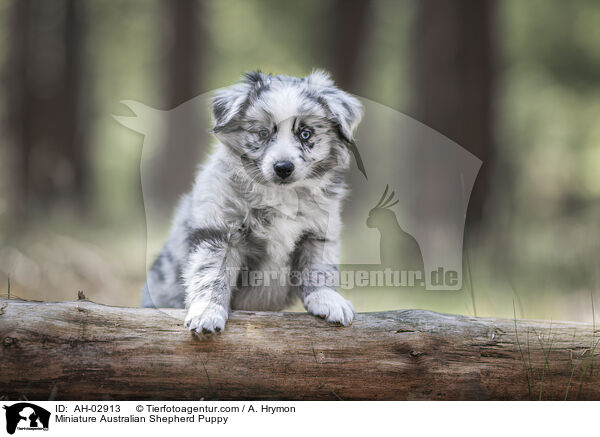 Miniature Australian Shepherd Puppy / AH-02913