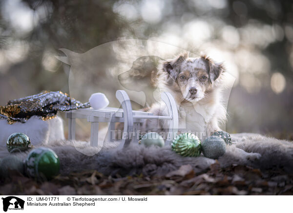 Miniature Australian Shepherd / Miniature Australian Shepherd / UM-01771