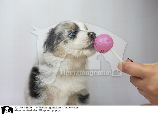 Miniature Australian Shepherd Welpe / Miniature Australian Shepherd puppy / AH-04669