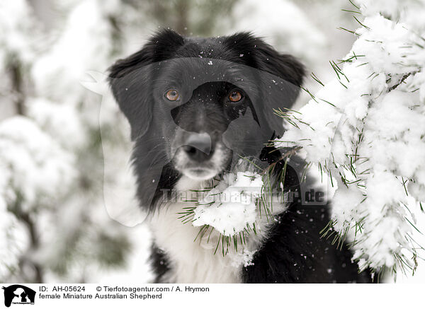 Miniature Australian Shepherd Hndin / female Miniature Australian Shepherd / AH-05624