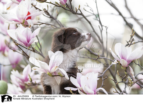 Miniature Australian Shepherd Hndin / female Miniature Australian Shepherd / AH-05669