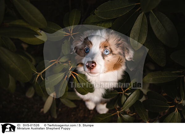 Miniature Australian Shepherd Welpe / Miniature Australian Shepherd Puppy / SVS-01526