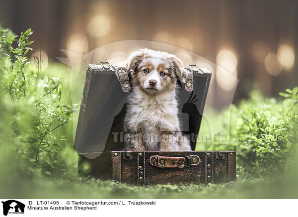 Miniature Australian Shepherd / Miniature Australian Shepherd / LT-01405